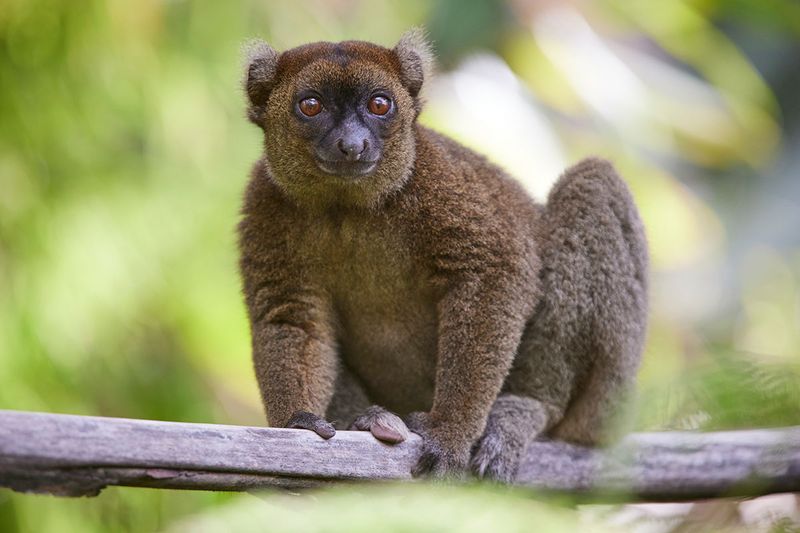 Greater Bamboo Lemur