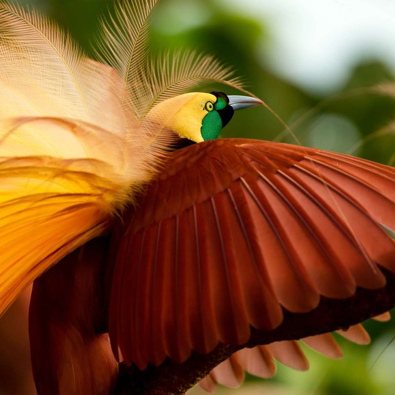 Greater Bird of Paradise