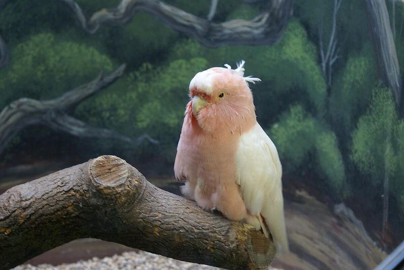 Cookie (Major Mitchell's Cockatoo)