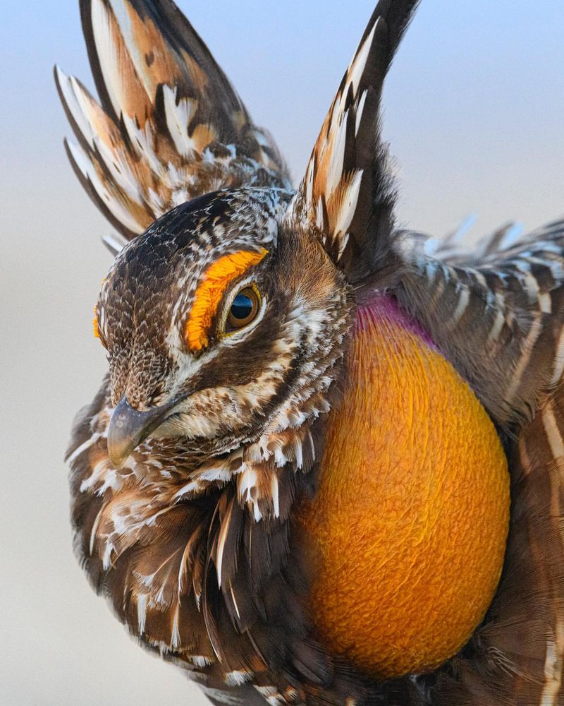 Greater Prairie Chicken