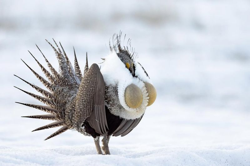 Greater Sage-Grouse