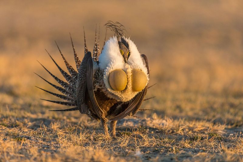 Greater Sage-Grouse