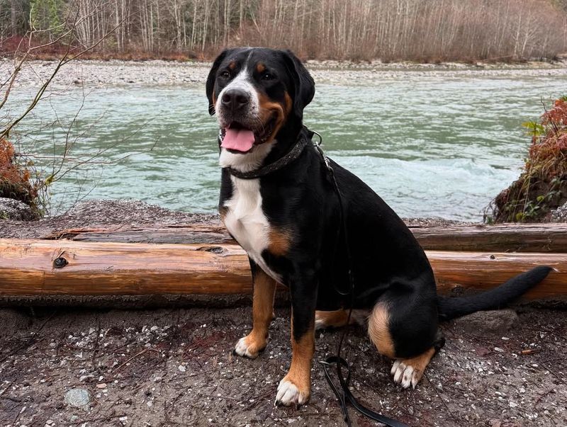 Greater Swiss Mountain Dog