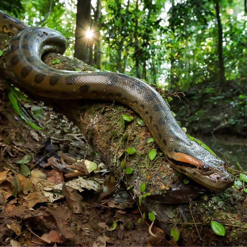 Green Anaconda