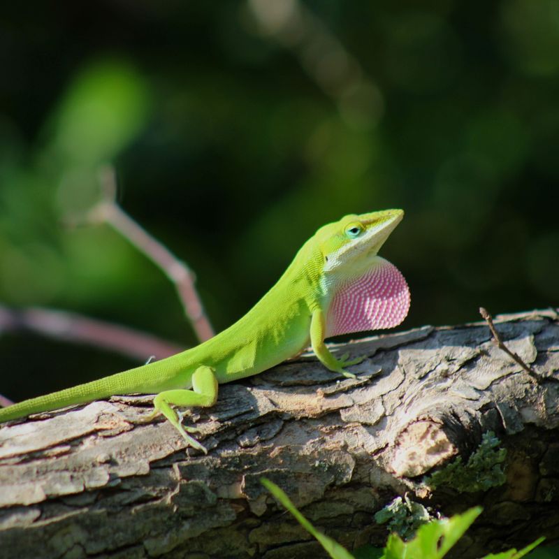 Green Anole - Texas