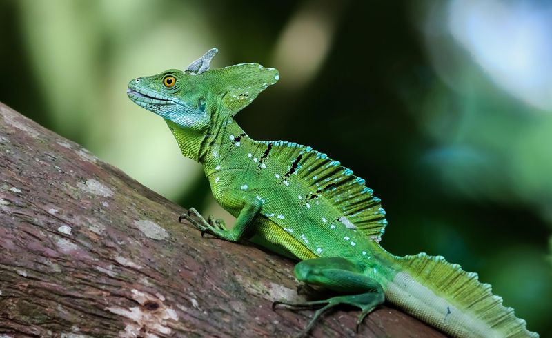 Green Basilisk