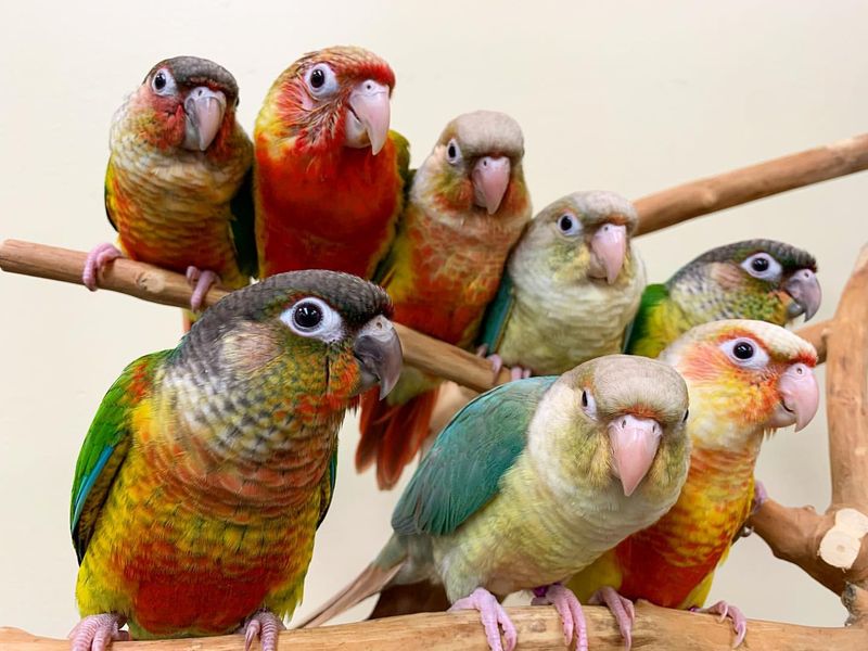 Green-Cheeked Conure