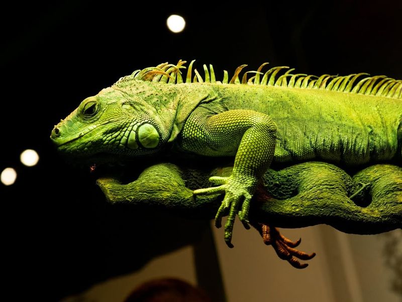 Green Iguana