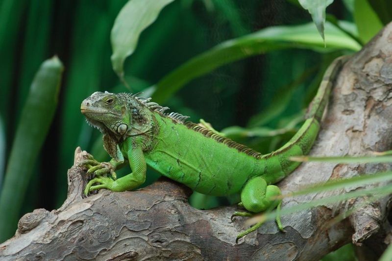 Green Iguana