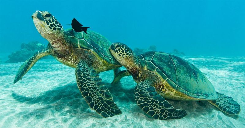 Green Sea Turtle - Hawaii