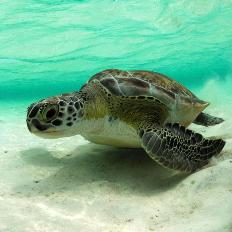 Green Sea Turtle