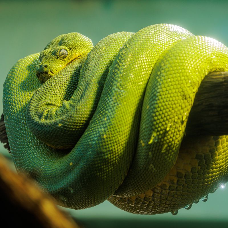 Green Tree Python