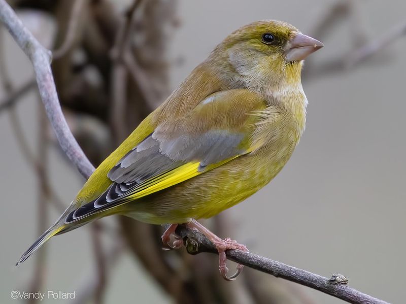 Greenfinch