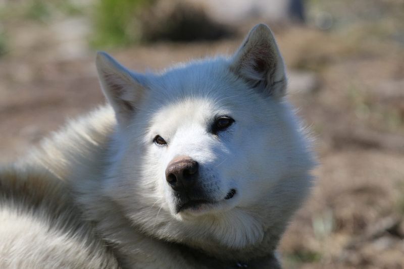 Greenland Dog