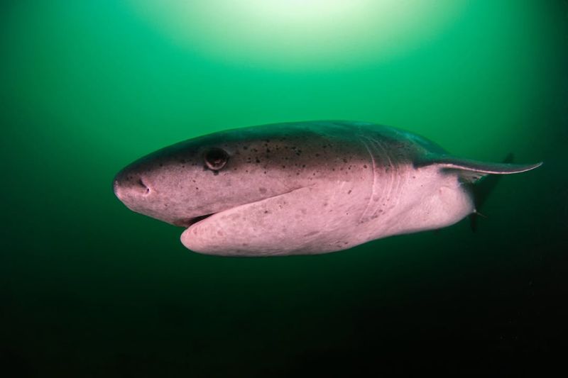 Greenland Shark