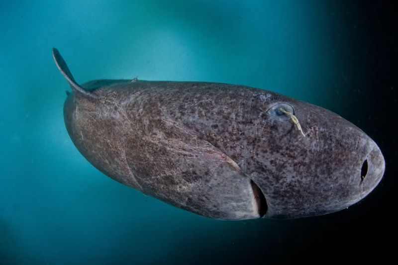 Greenland Shark