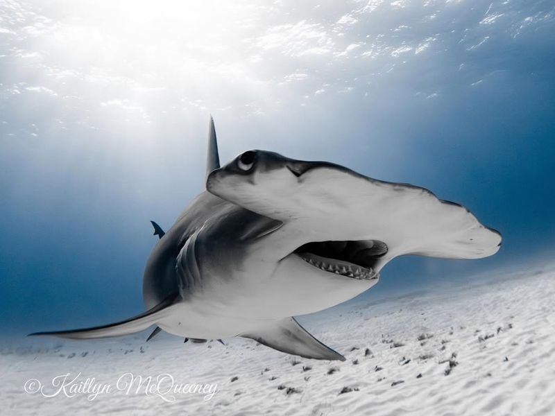 Hammerhead Shark