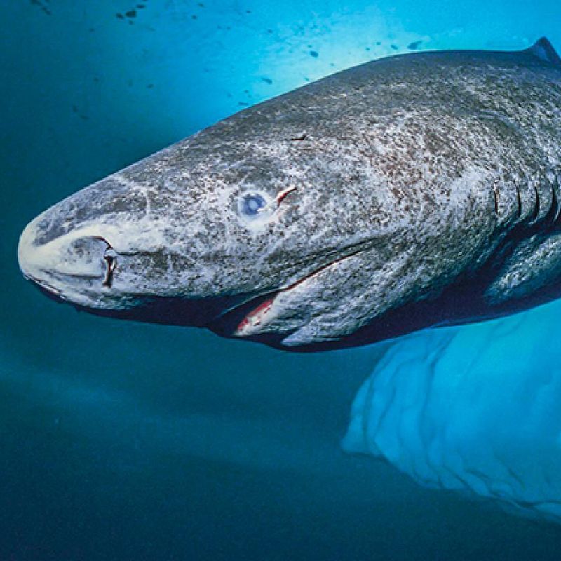 Greenland Shark