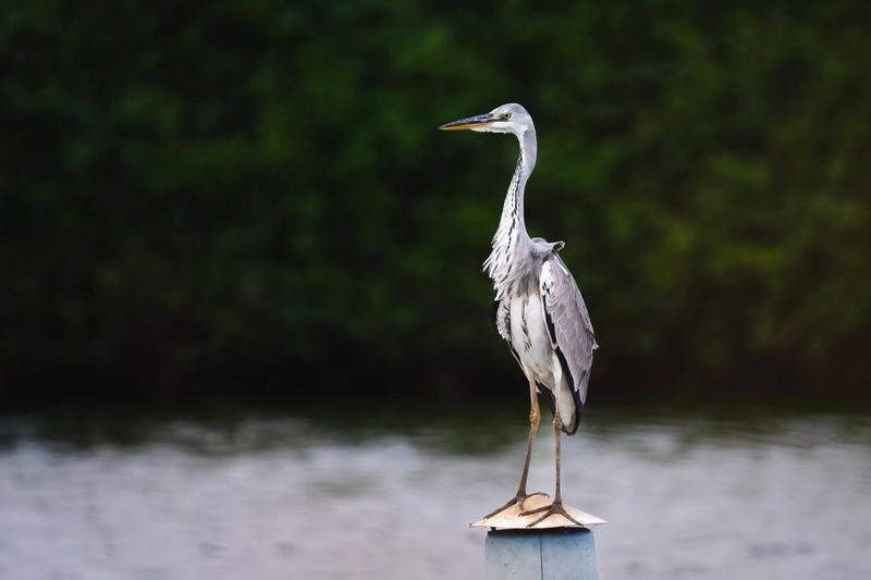 Grey Heron