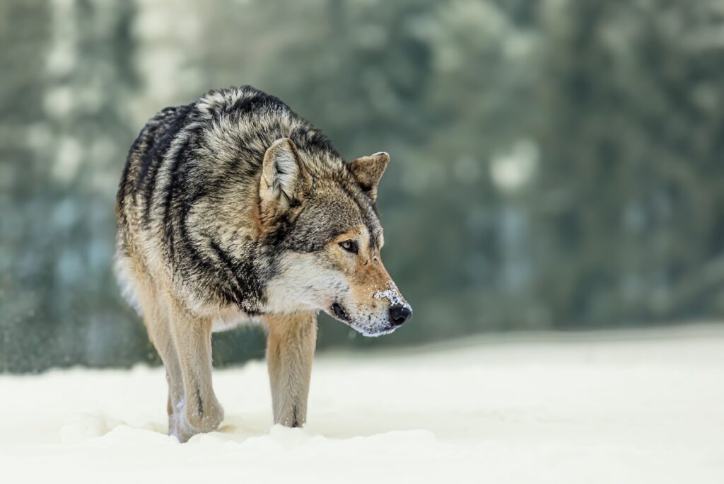 Grey Wolf