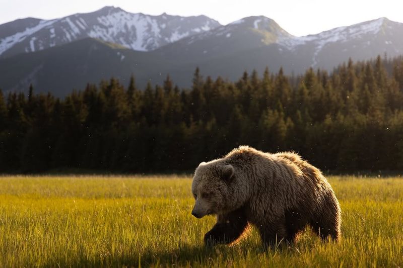 Grizzly Bear Adaptability