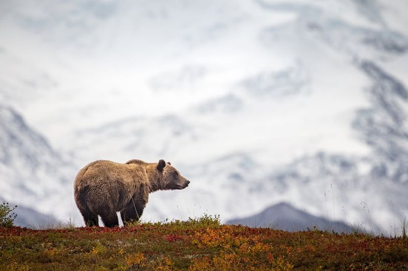 Grizzly Bear Behavior