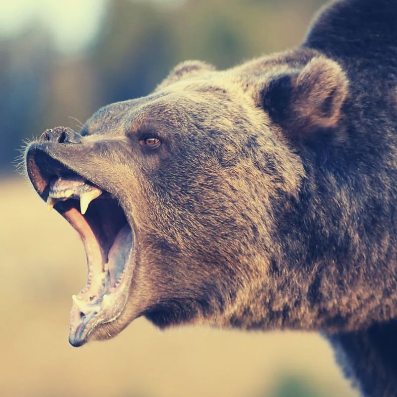 Grizzly Bear Communication