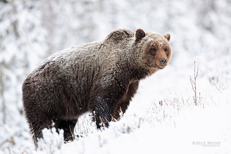 Grizzly Bear Conservation