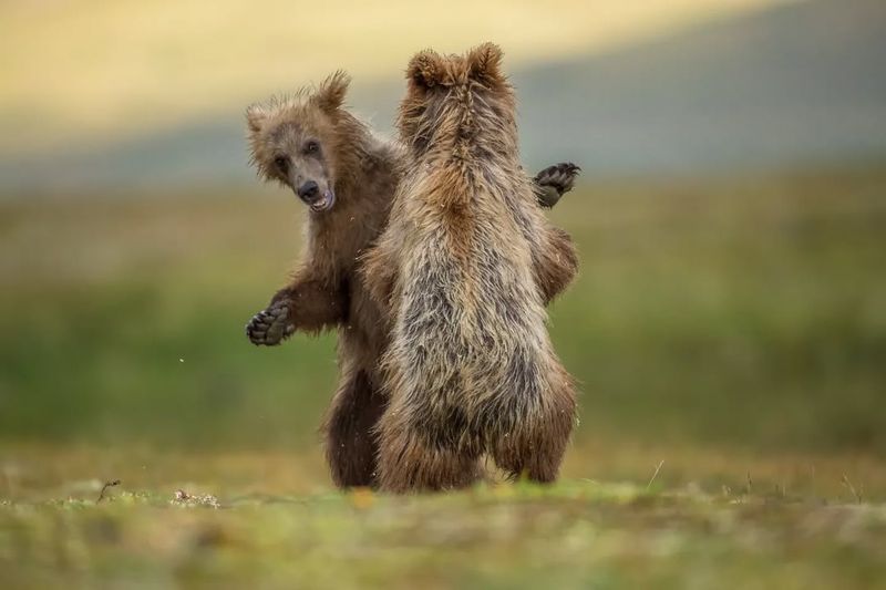 Grizzly Bear Cubs