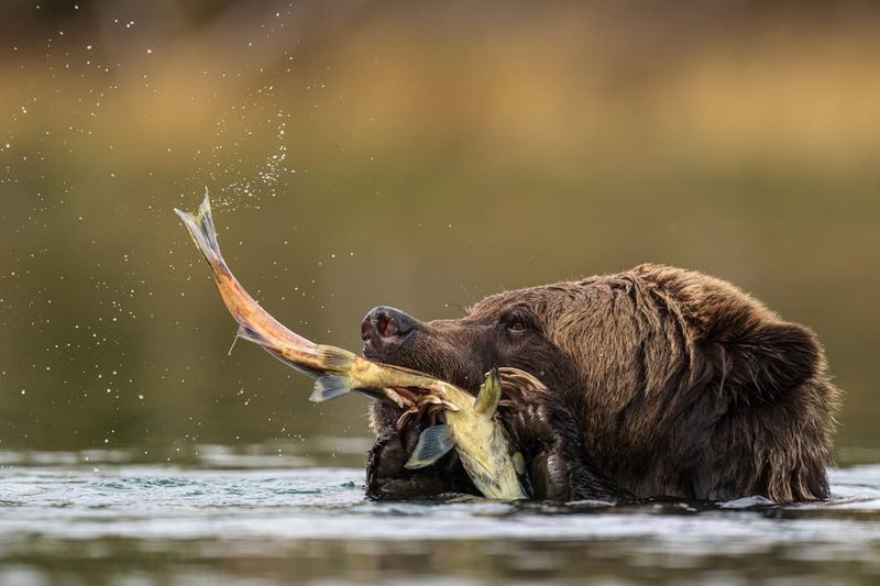 Grizzly Bear Diet