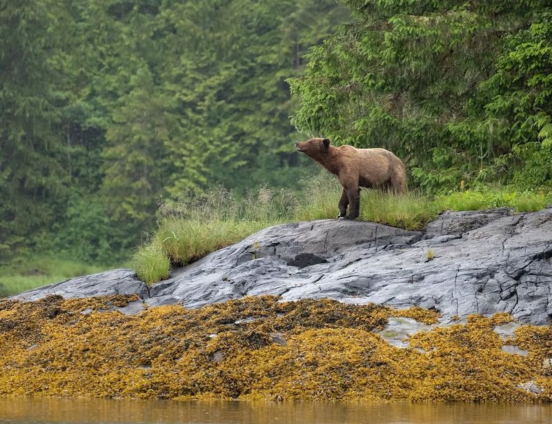 Grizzly Bear Habitat