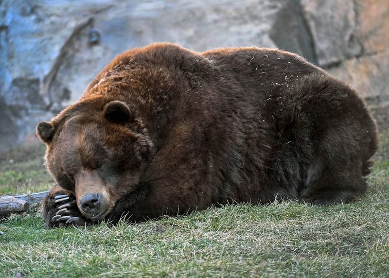 Grizzly Bear Hibernation