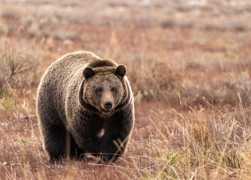 Grizzly Bear Lifespan