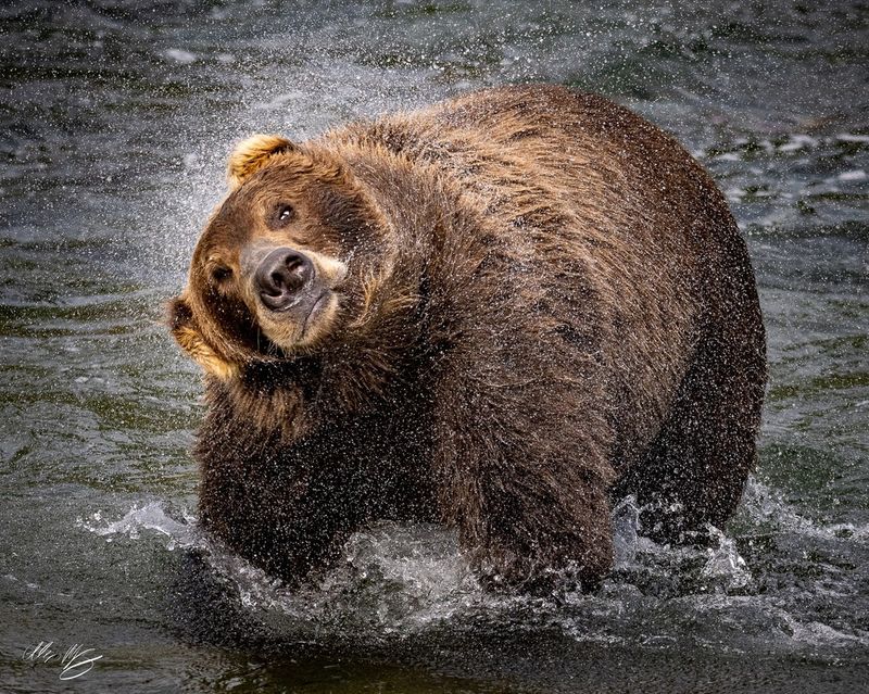 Grizzly Bear Myths and Misconceptions