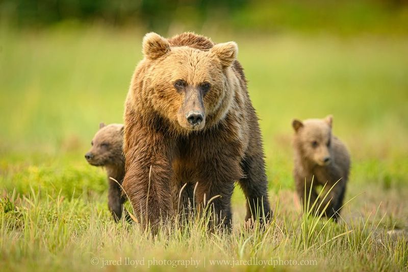 Grizzly Bear Population