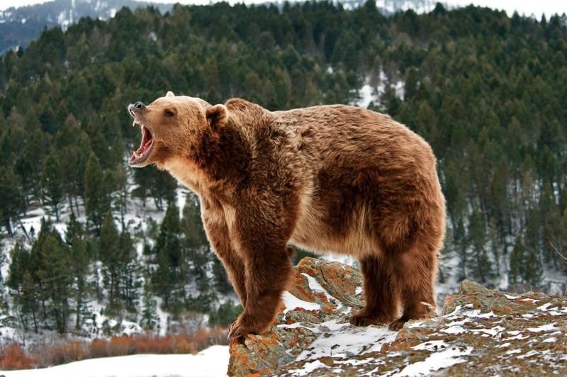 Grizzly Bear Strength