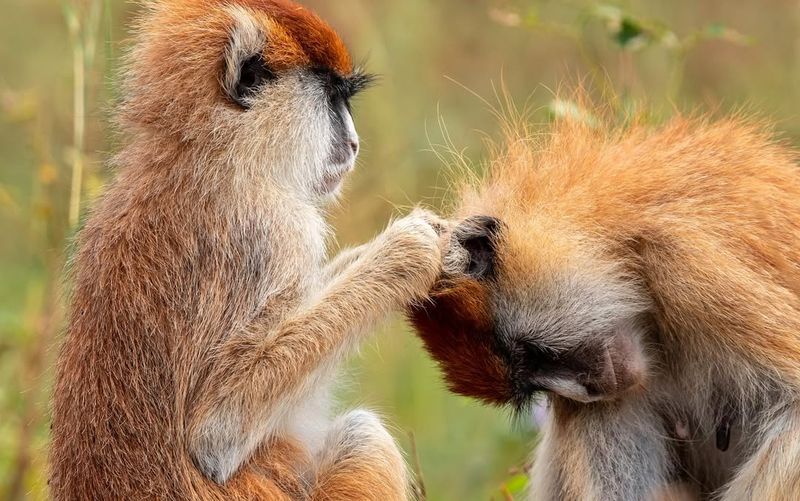 Grooming Rituals