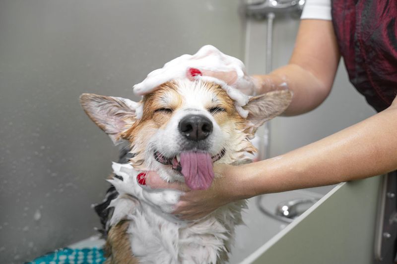 Grooming and Hygiene