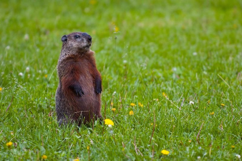 Groundhogs