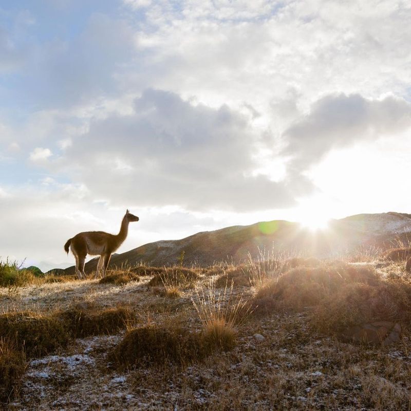 Guanaco