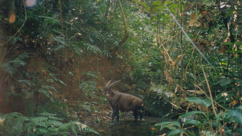 Guardian of the Forest