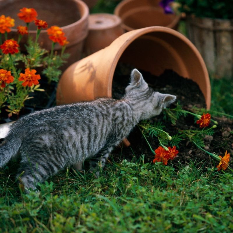 Guardian of the Garden