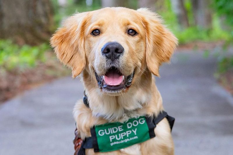 Guide Dogs: Pioneers of Assistance