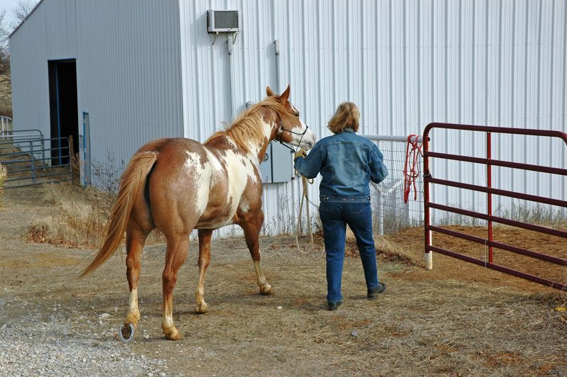 Guided Trail Rides