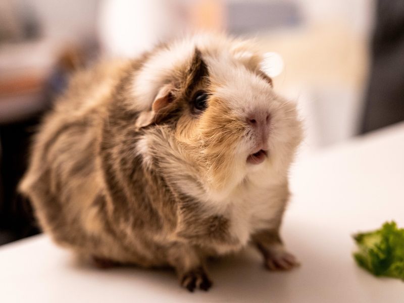 Guinea Pigs