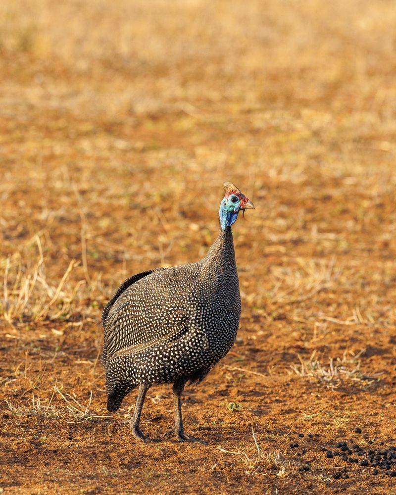 Guineafowl