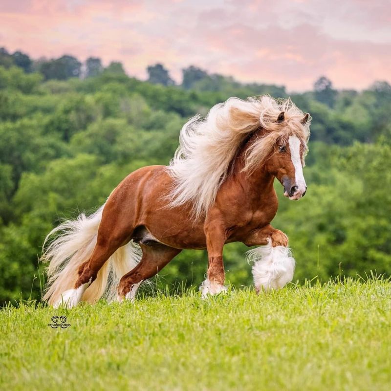 Gypsy Vanner