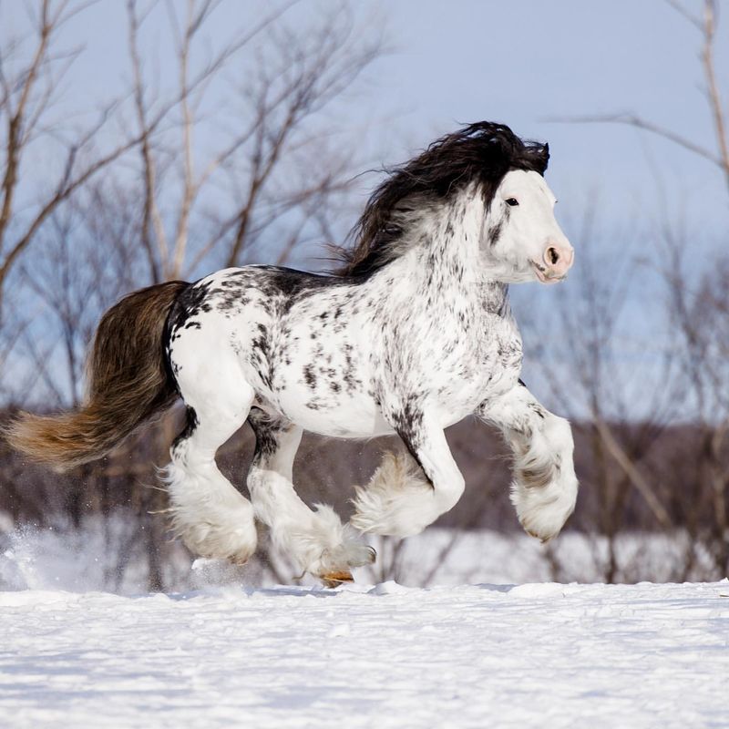 Gypsy Vanner