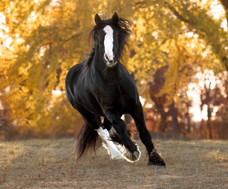 Gypsy Vanner