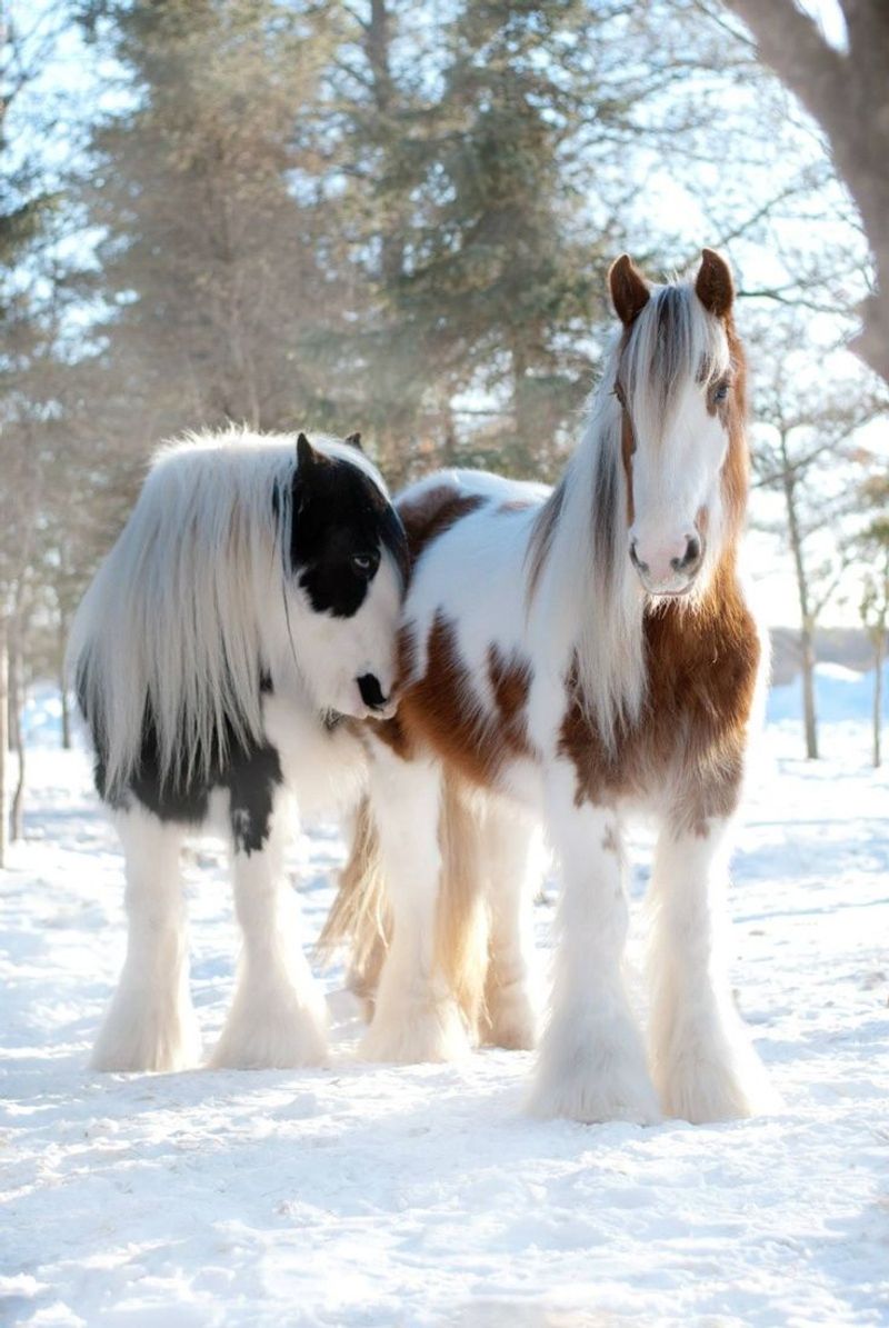 Gypsy Vanner